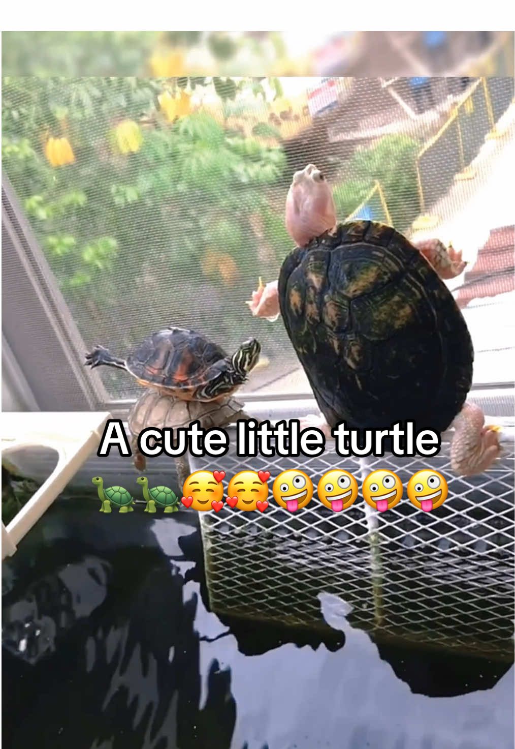 @Mr. Turtle