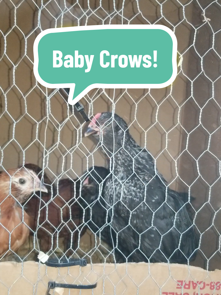 @CityChickenFarm
