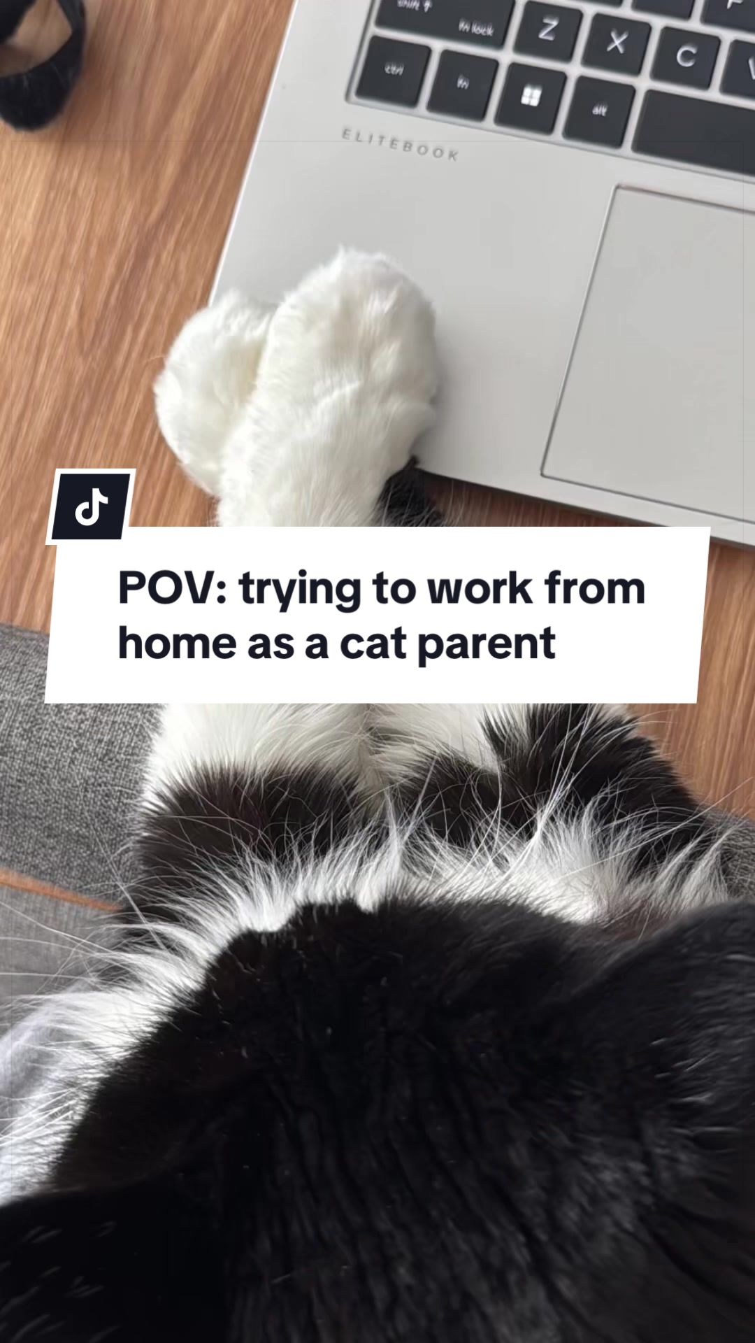 @Tuft & Paw