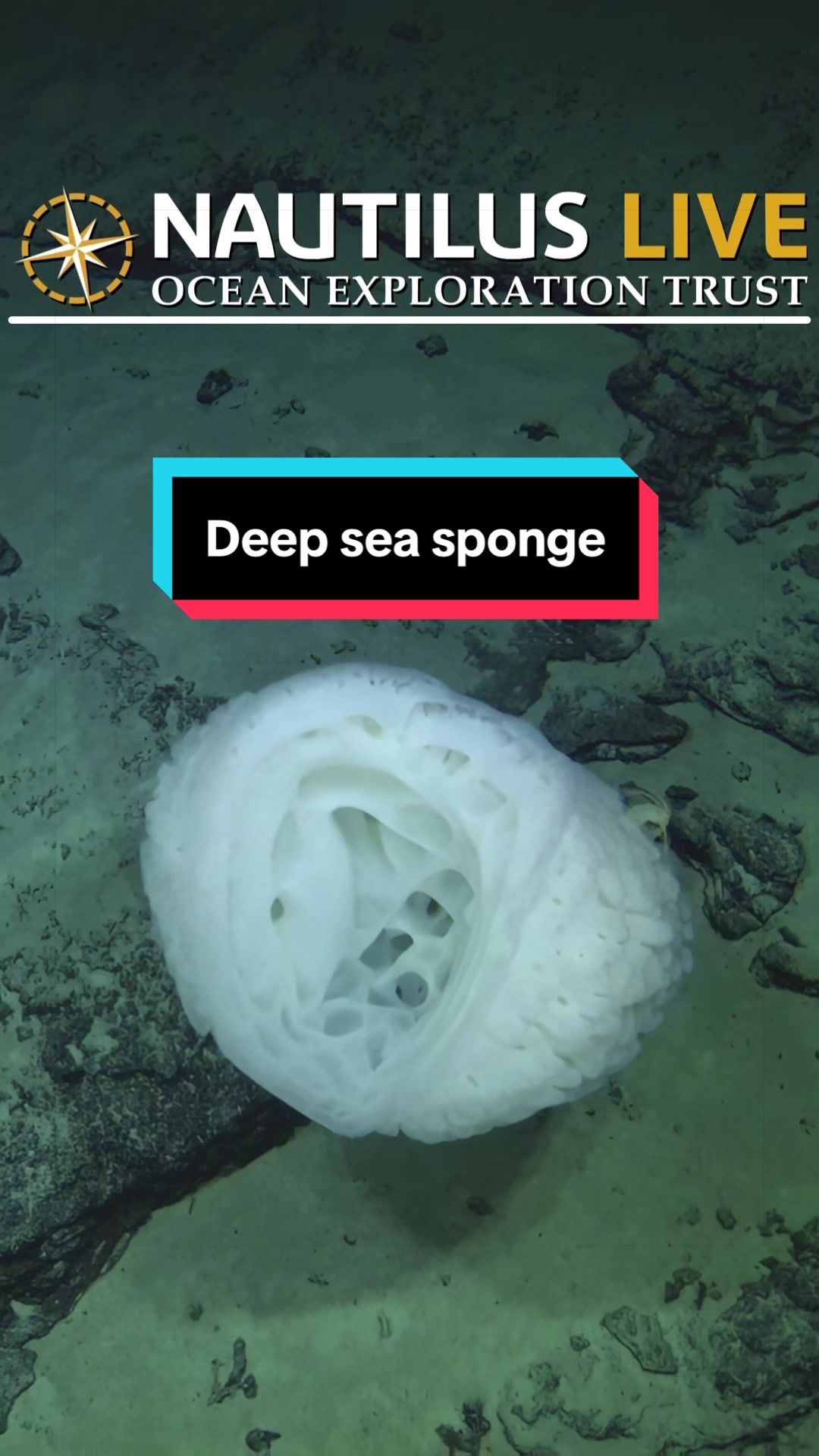 @Ocean Exploration Trust
