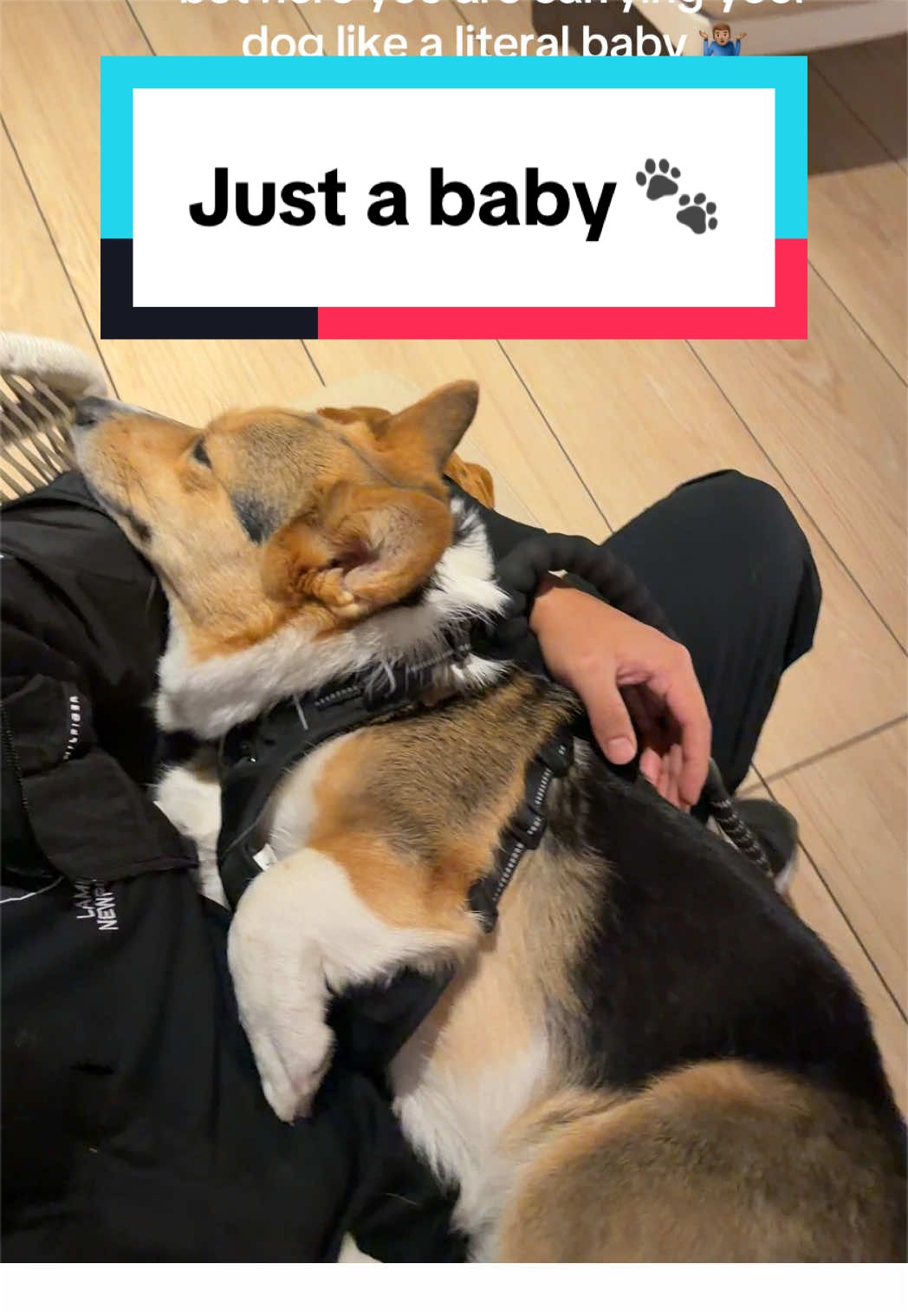 @hasbithecorgi