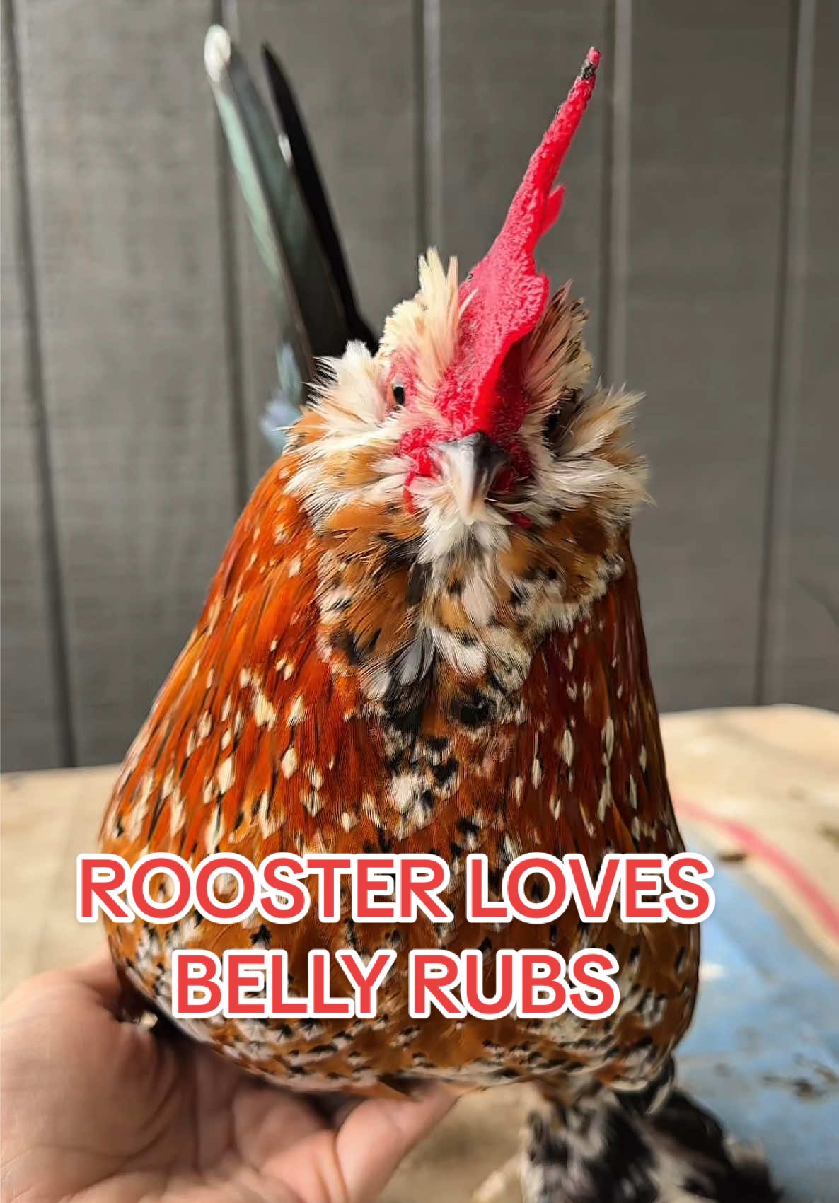 @Gulf Coast Cluckers