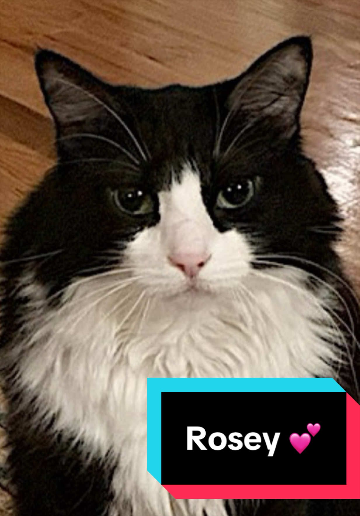@Joyful Pets