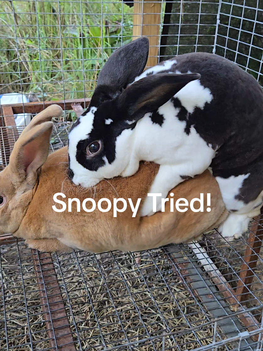 @Hidden Home Rabbitry