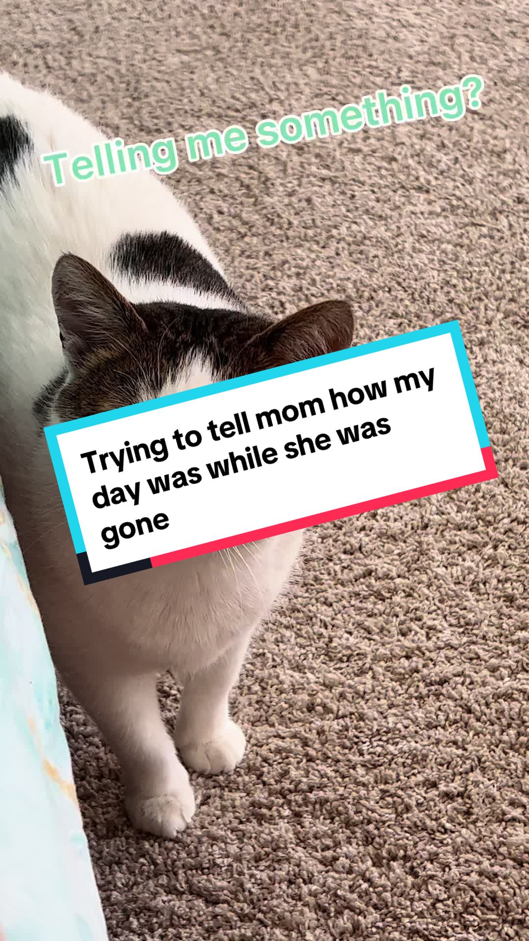 @Pawesome Family