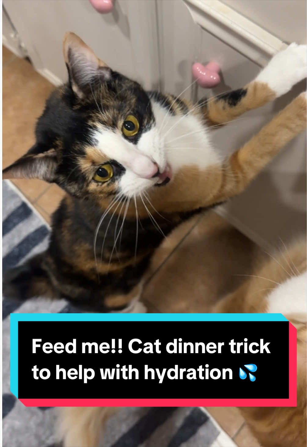 @meloncreamcat