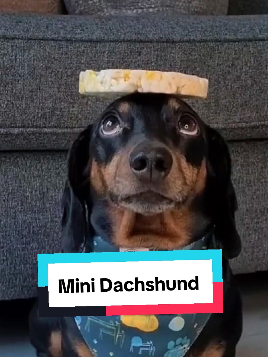 @petworld360
