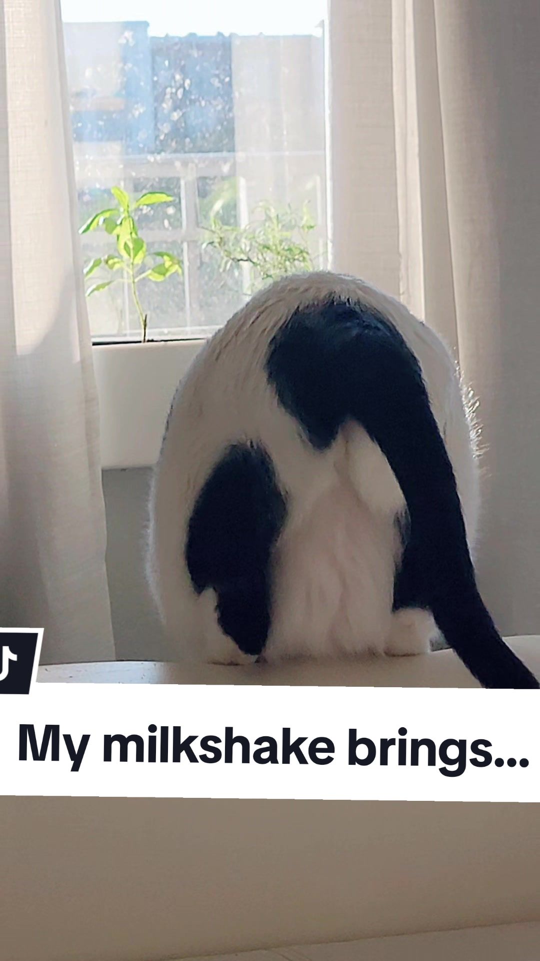 @Leo & Ali the cats 🐈