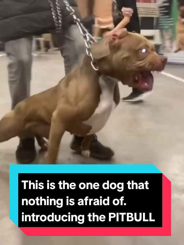 @The pet post