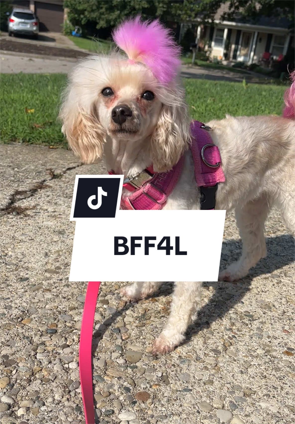 @Maddie, Jovie & Nessie🤍🤎🐩