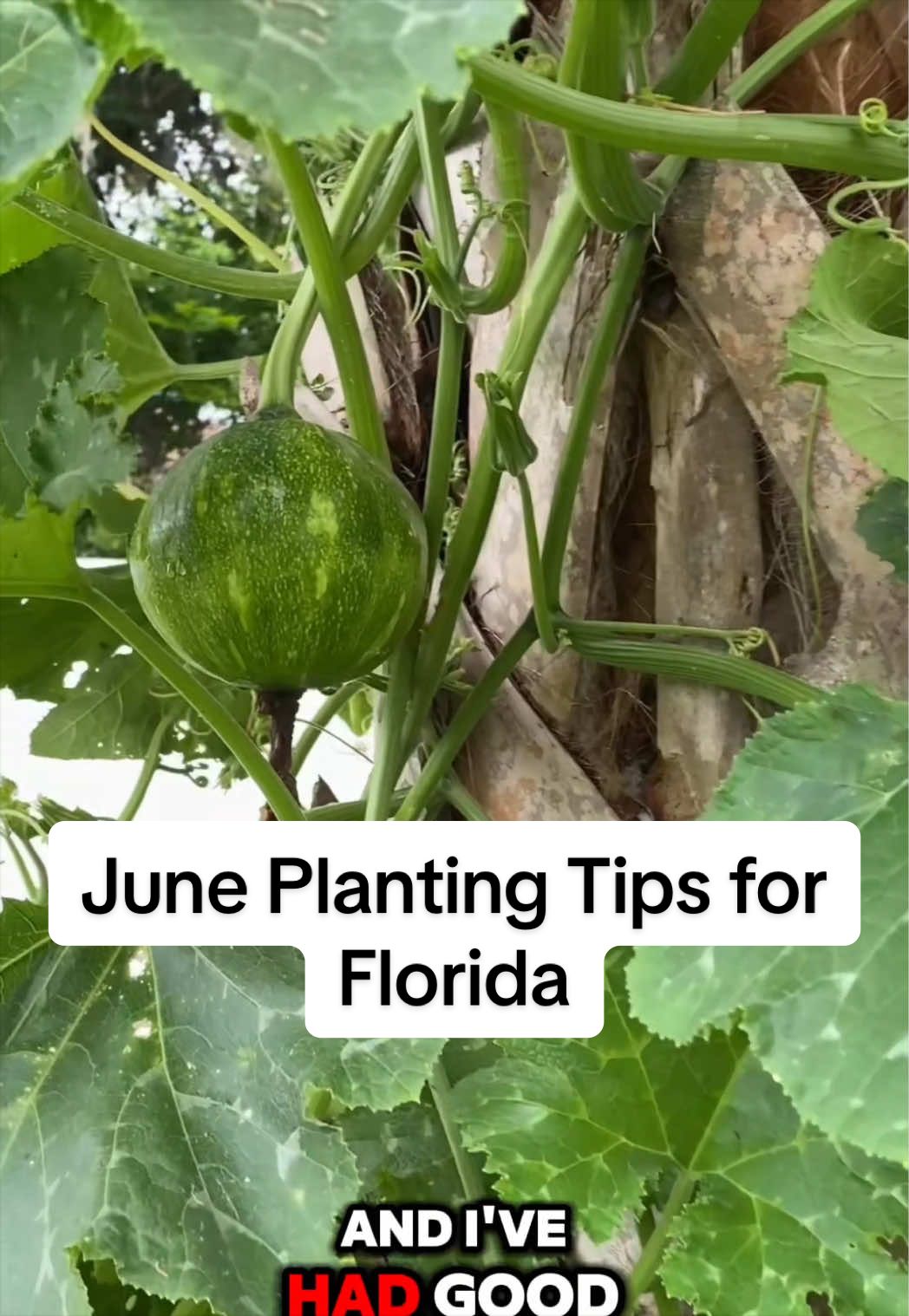 @Homegrown Florida