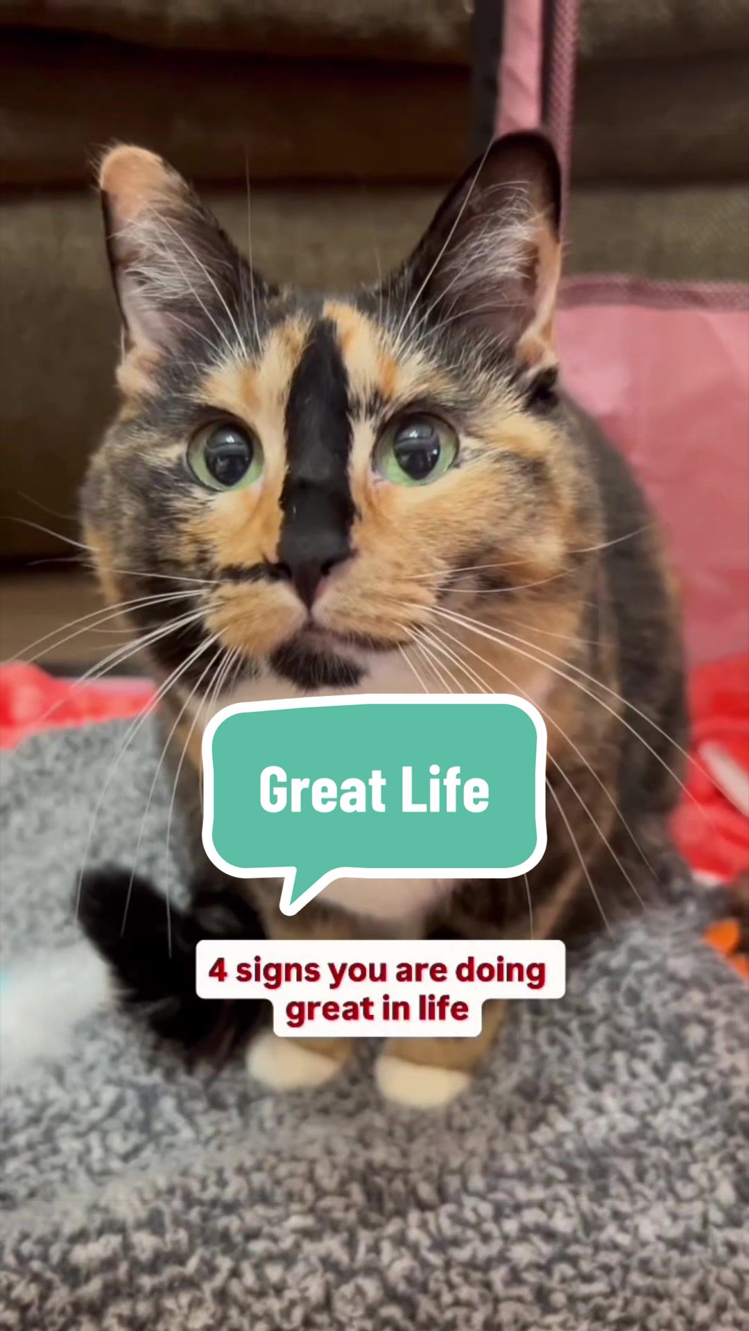 @SnickersTheSmilingCat