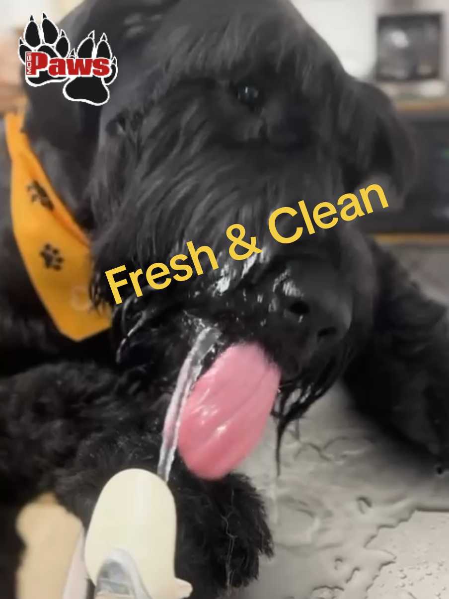 @Giant Schnauzers