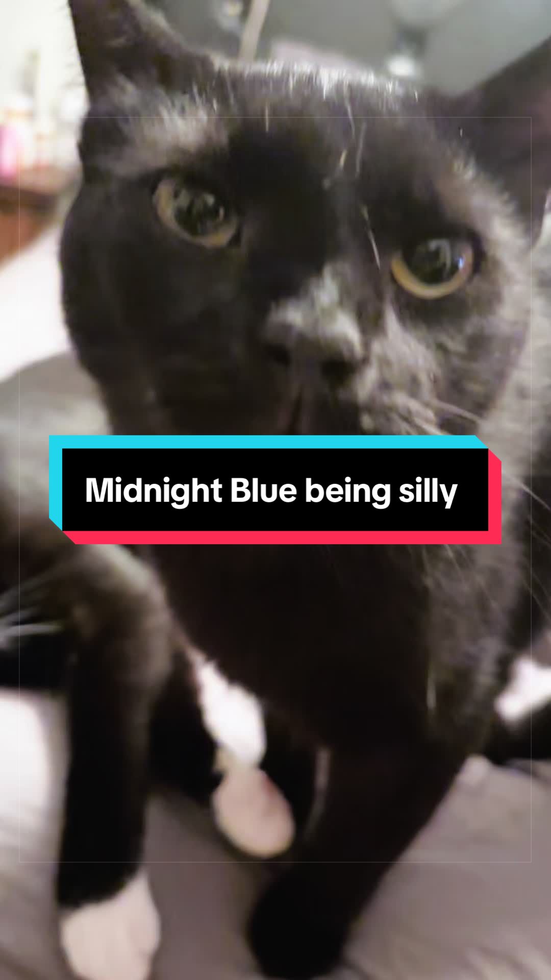 @catlover313official