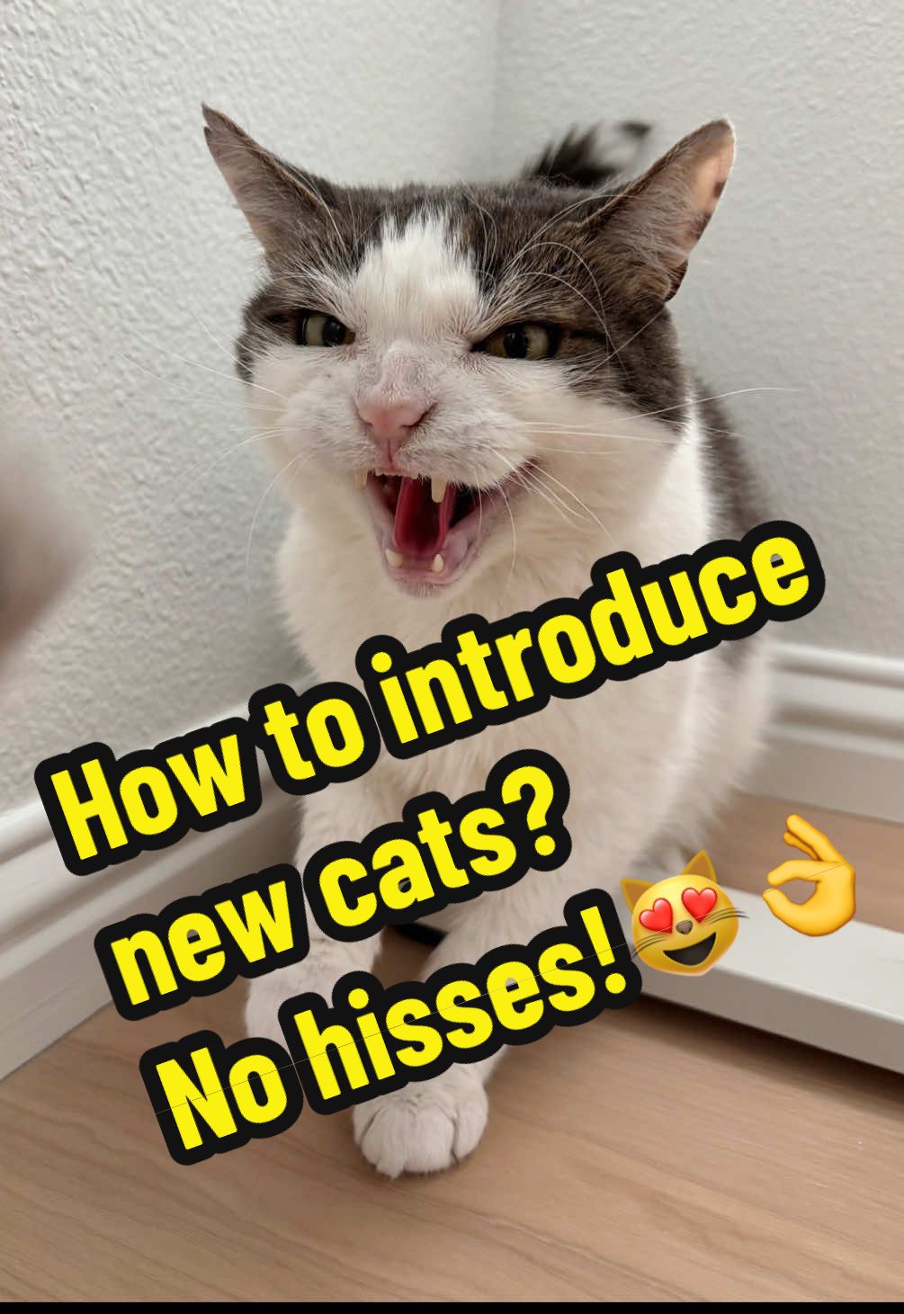 @Mimi Wawa Meow