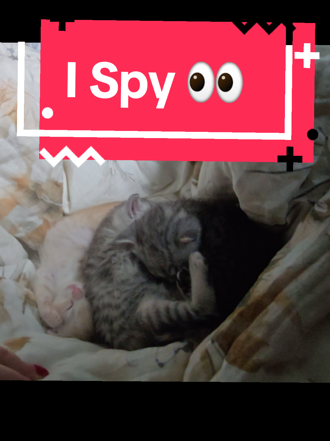 @Brittany Beauties Kittens