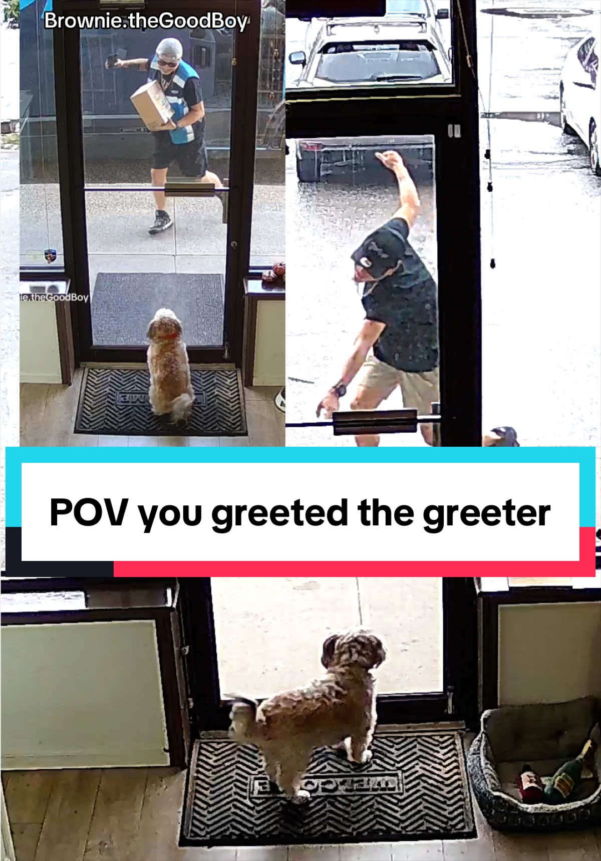 @Brownie #1 Store Dog Greeter