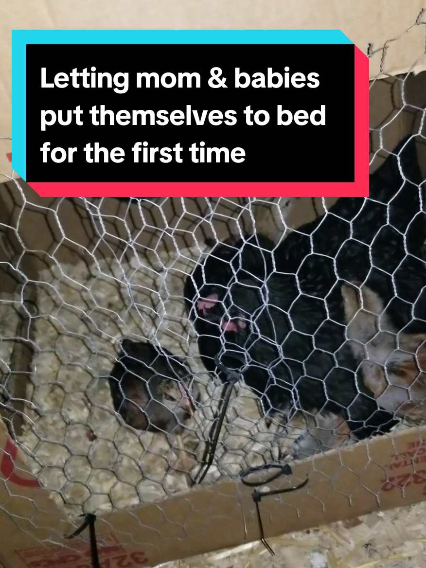 @CityChickenFarm
