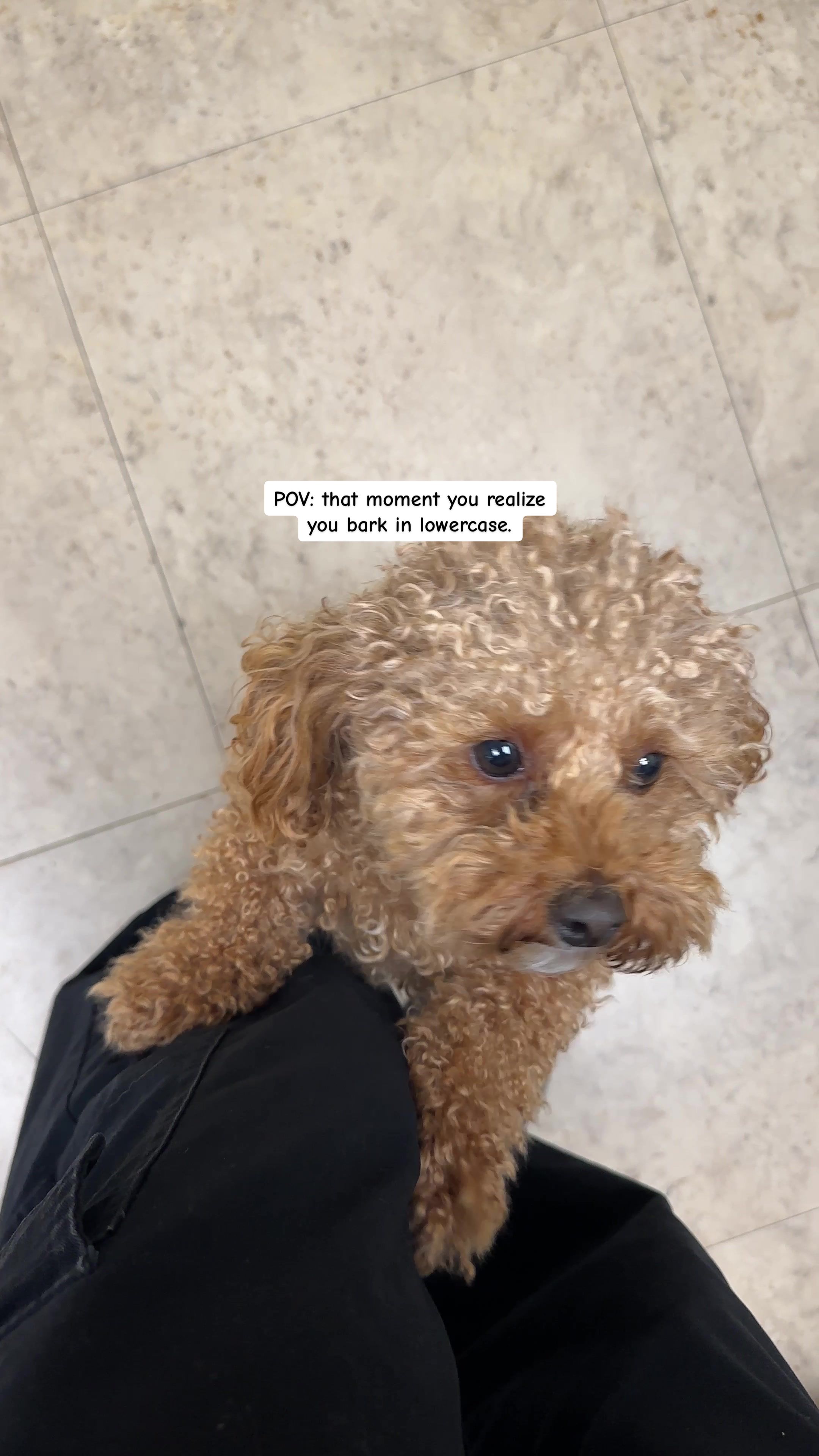 @Poodle Boy Teddy