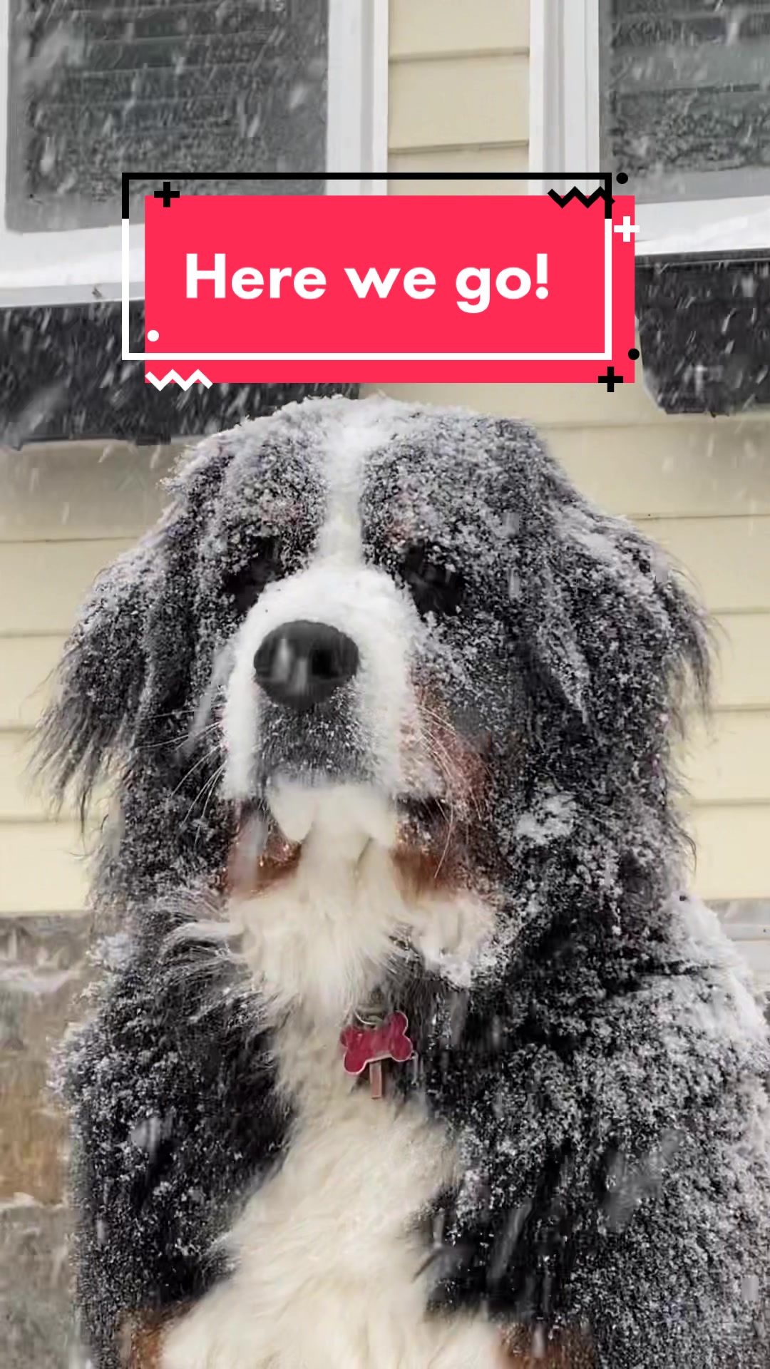 @Ivy the Berner