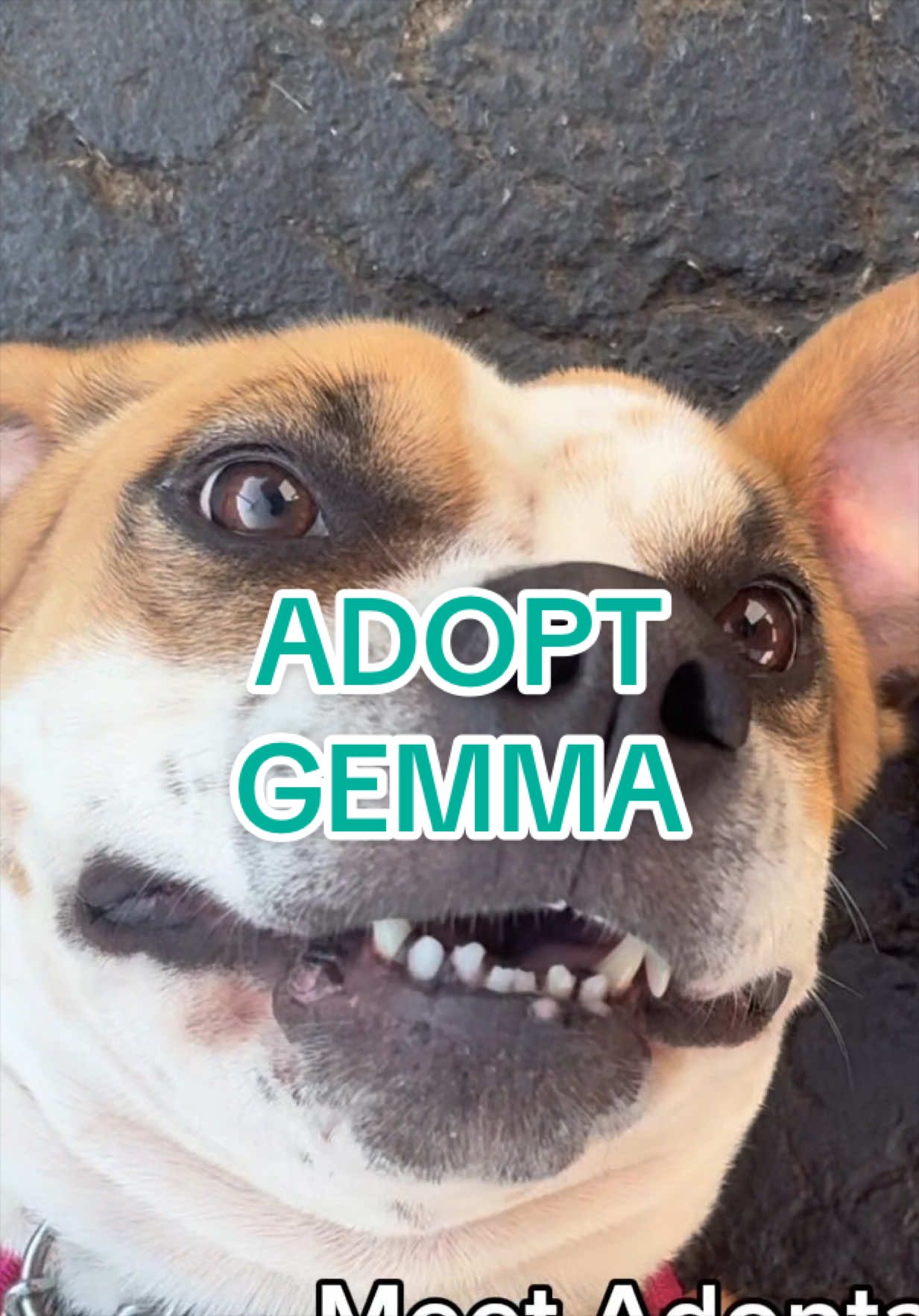 @Adopt a Pet