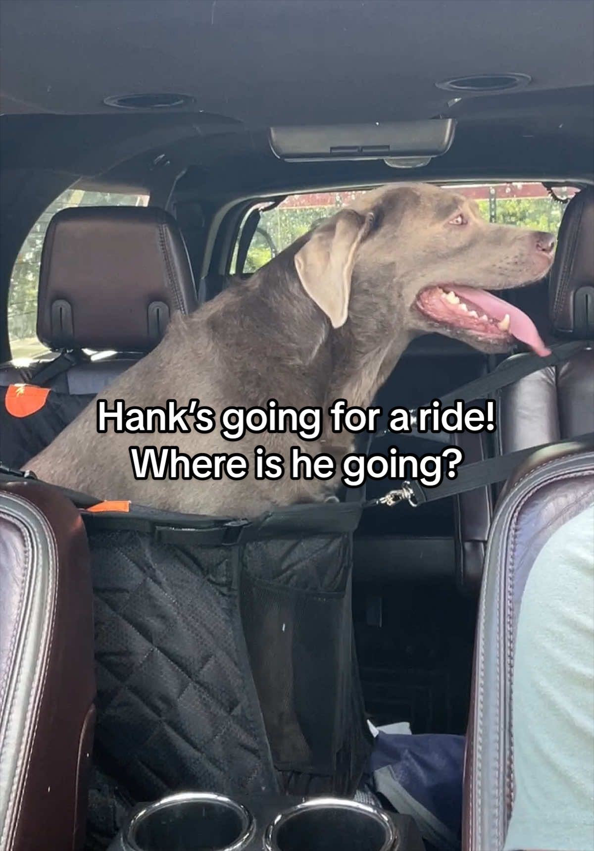 @Hank the Tank | Silver Lab 🩶