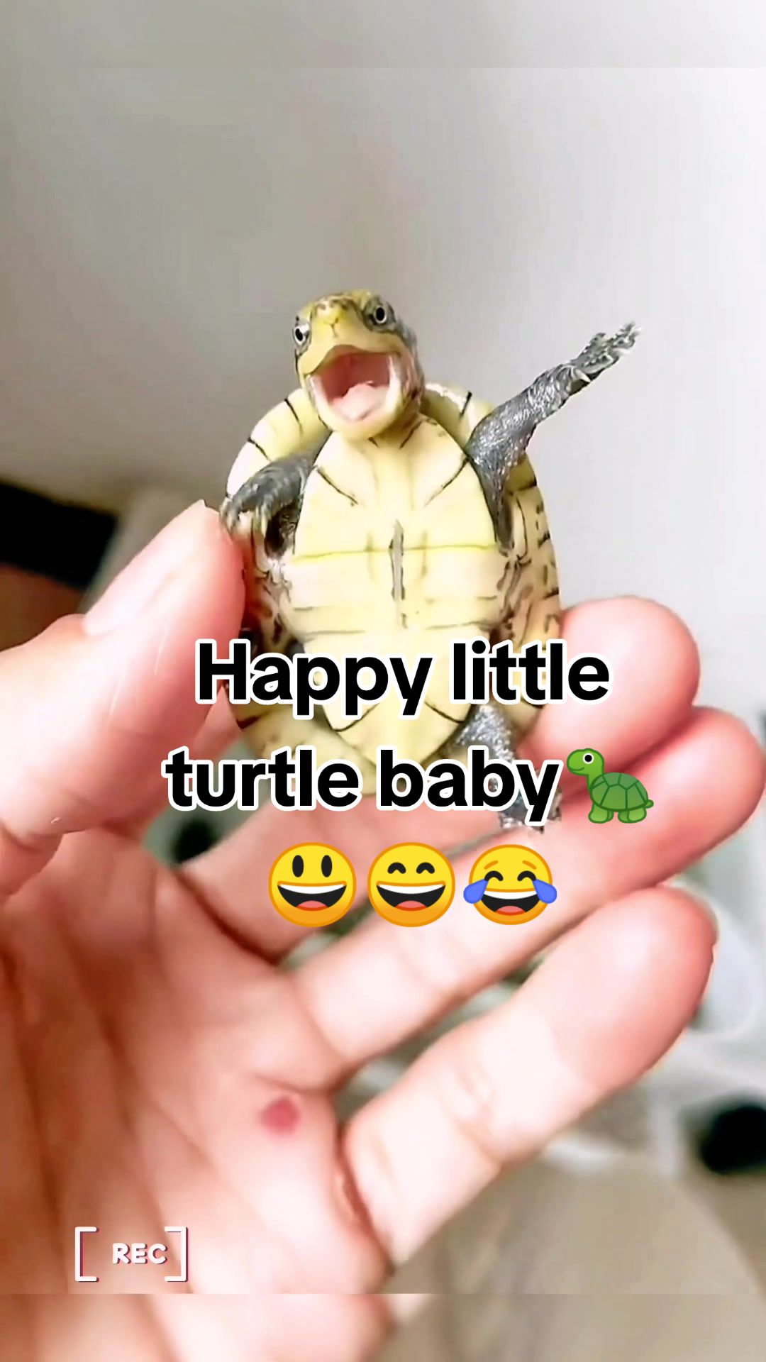 @Mr. Turtle