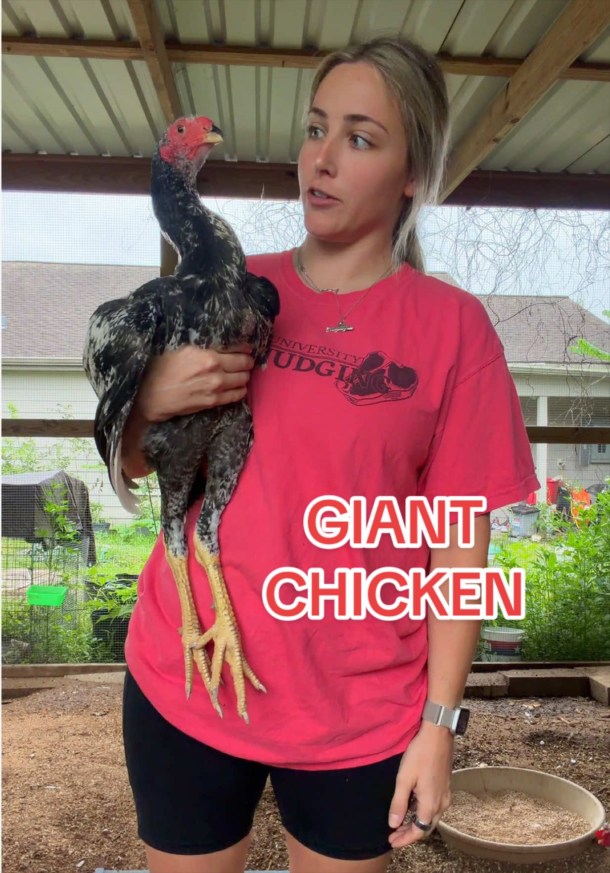 @Gulf Coast Cluckers