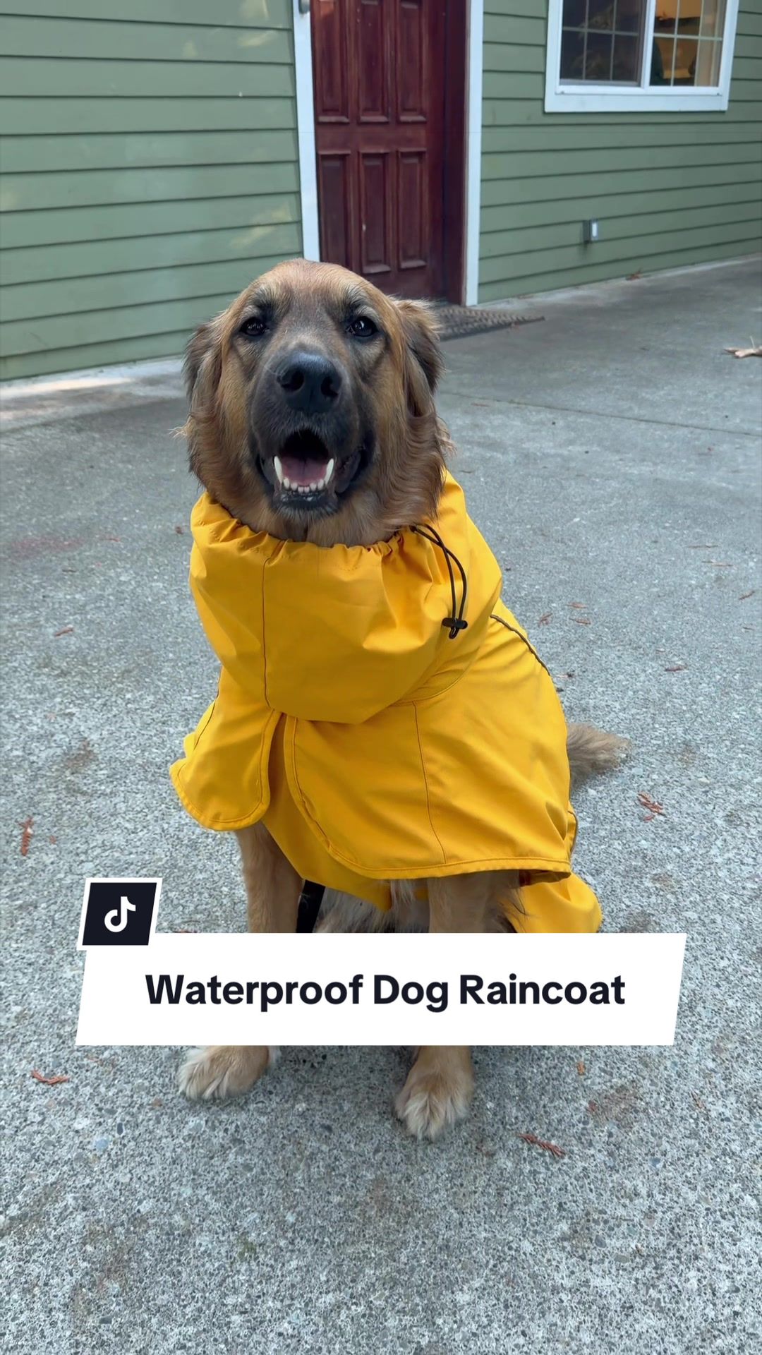 @lifewithgoldenshepherds