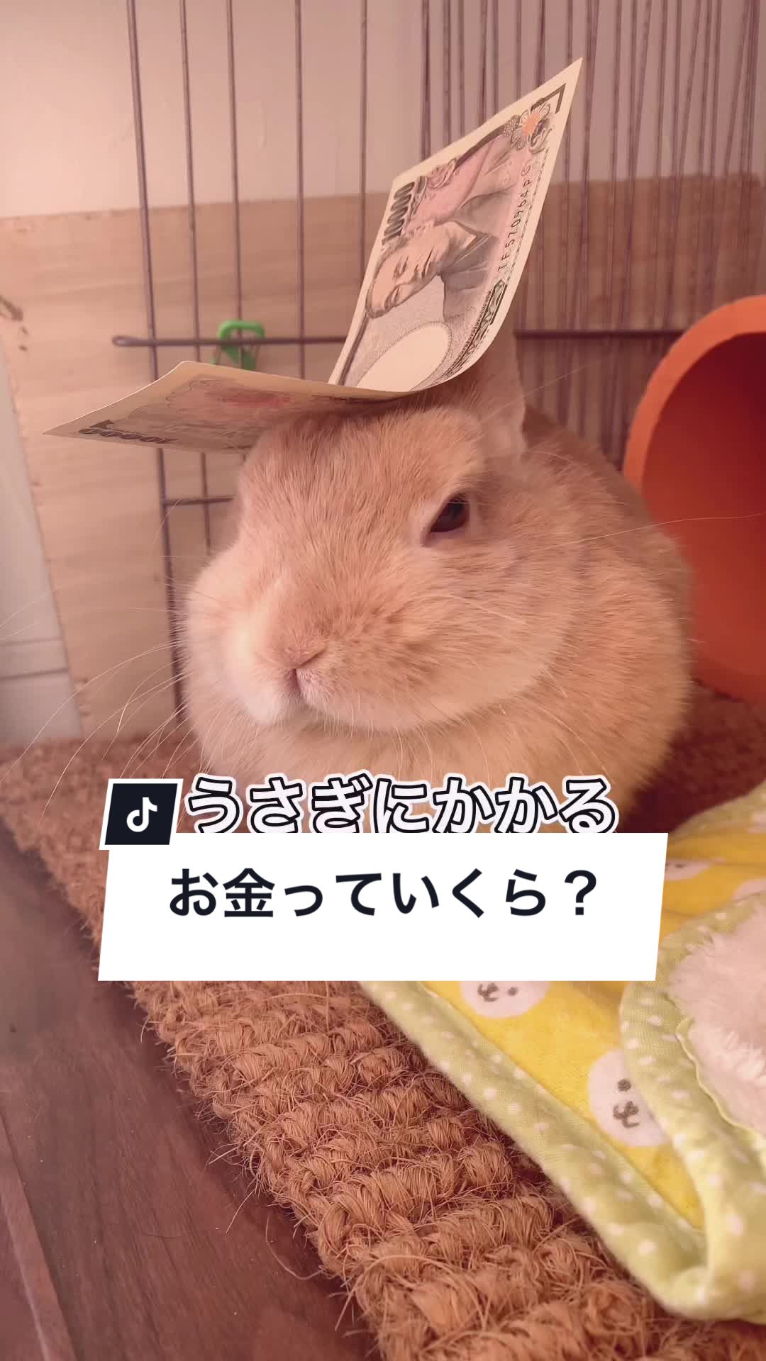 @うさぎと暮らす田中