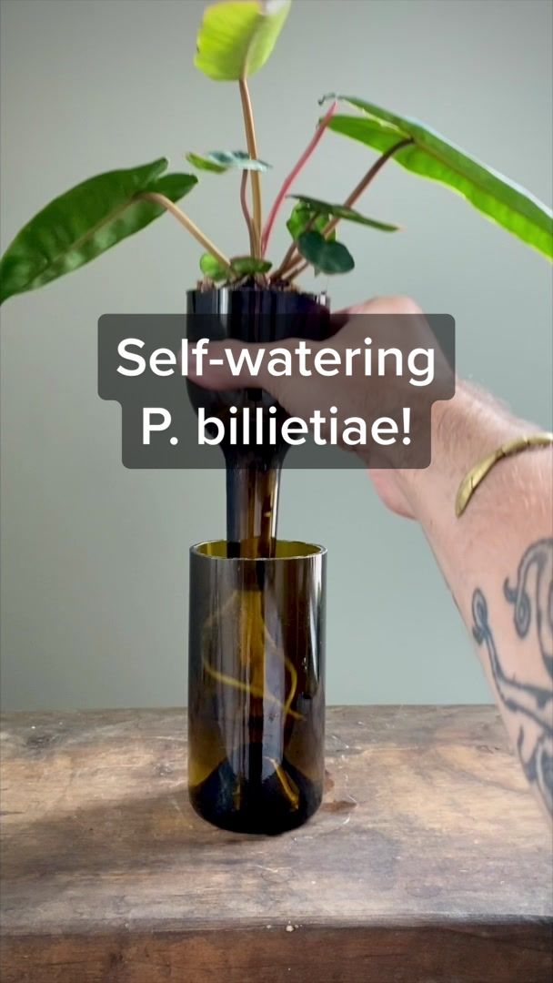@Plant Daddy Podcast