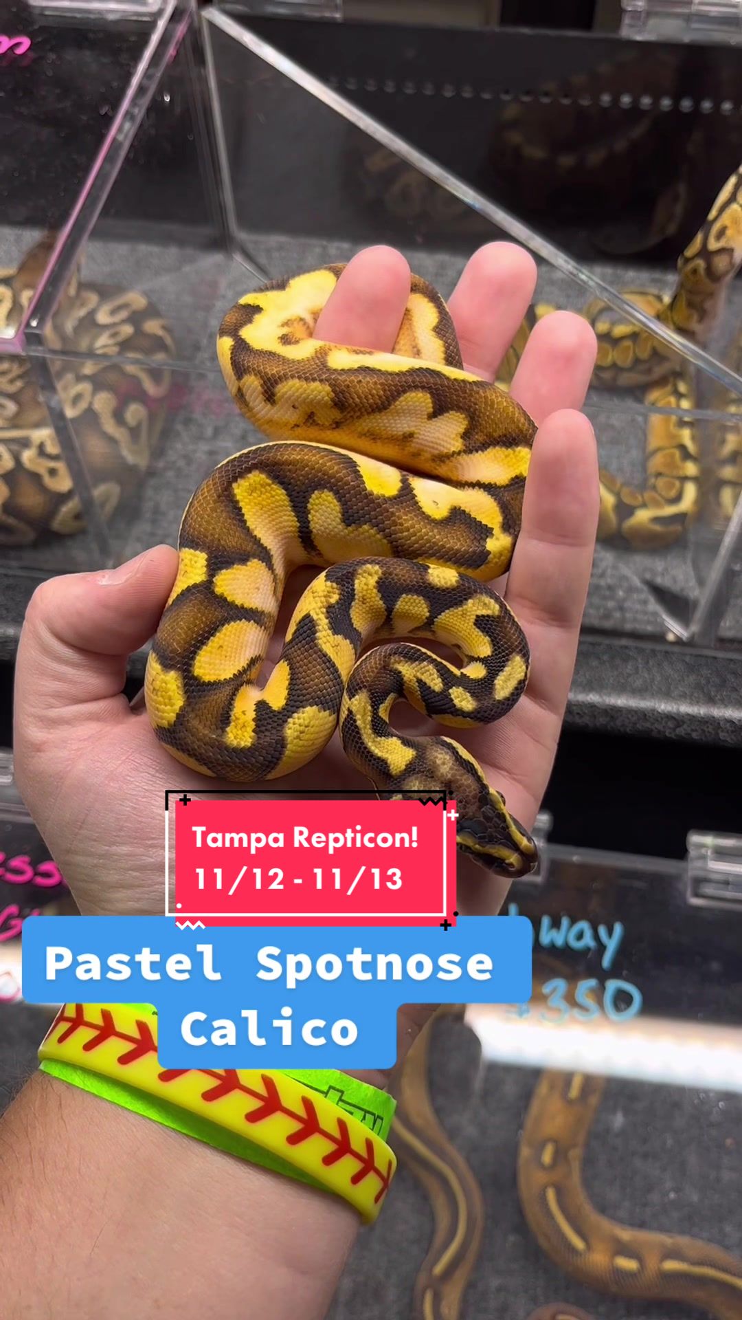 @KMReptiles