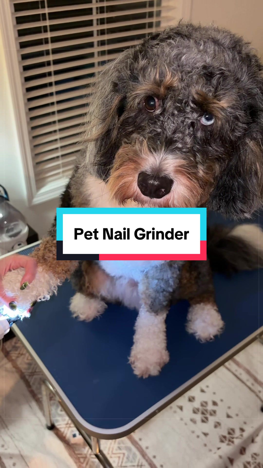 @Archie The Bernedoodle