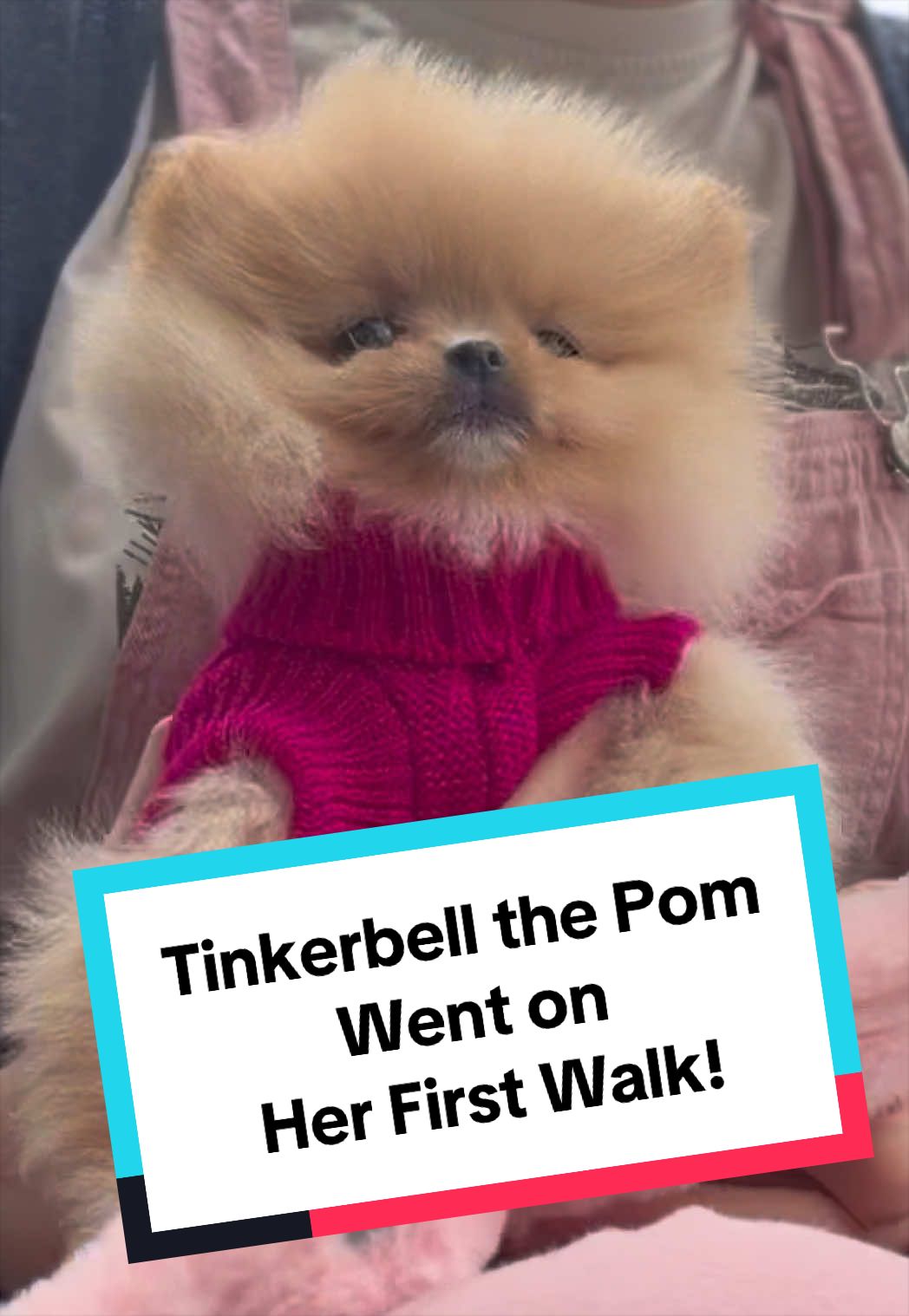 @blessedlittlepaw