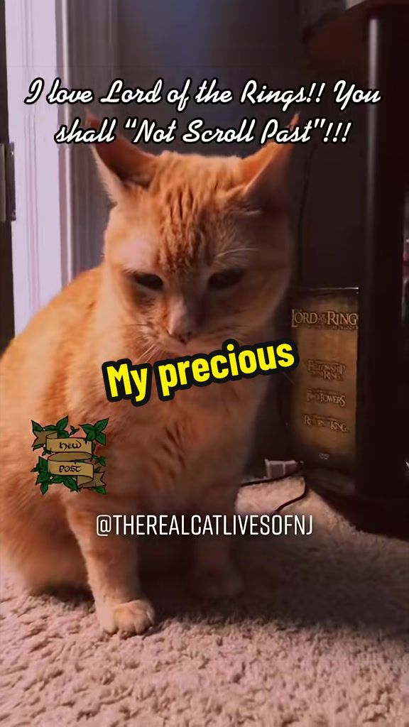 @🐾Therealcatlivesofnj 🐾