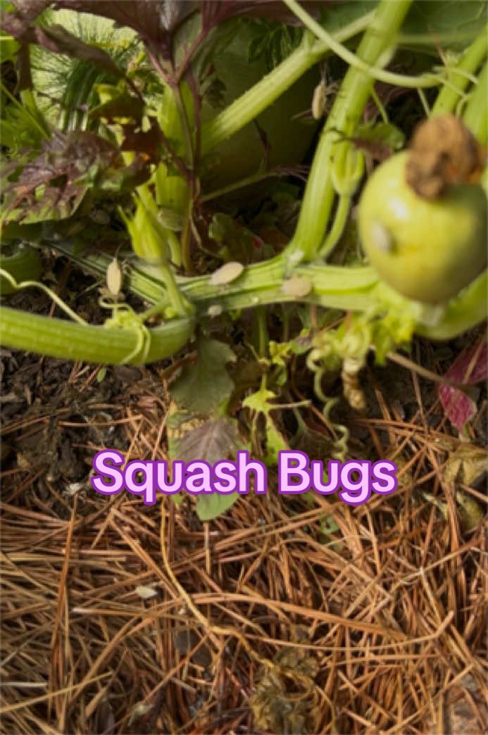 @Gardening4ME