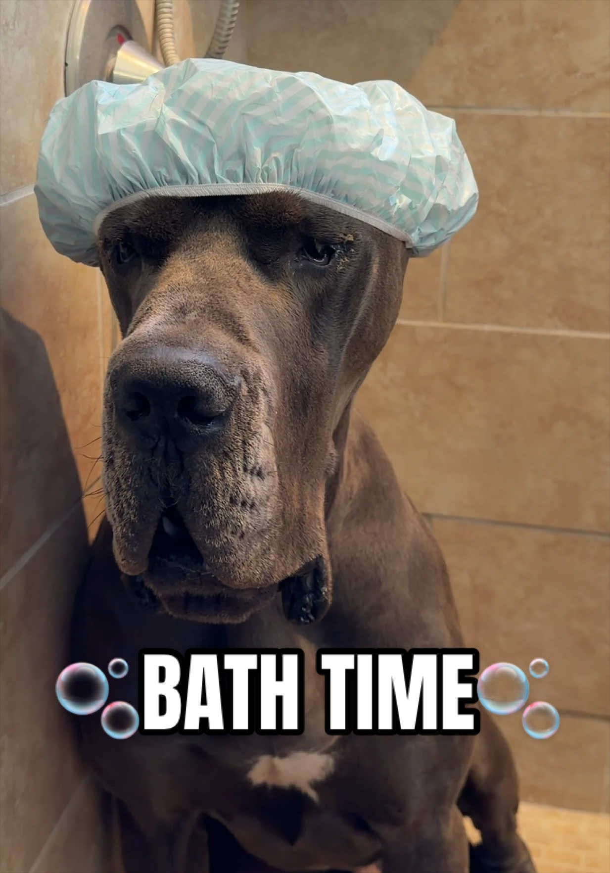 @GUNNER | Great Dane