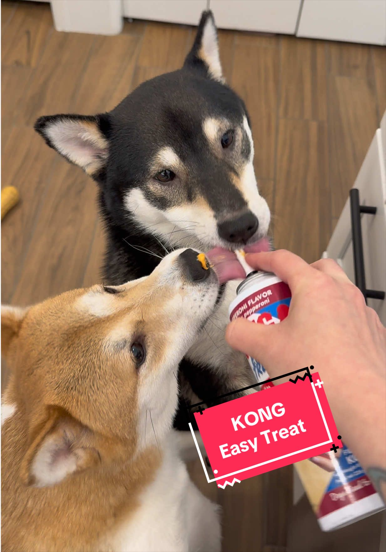 @Flock of Shibas 🐕🐕🐕