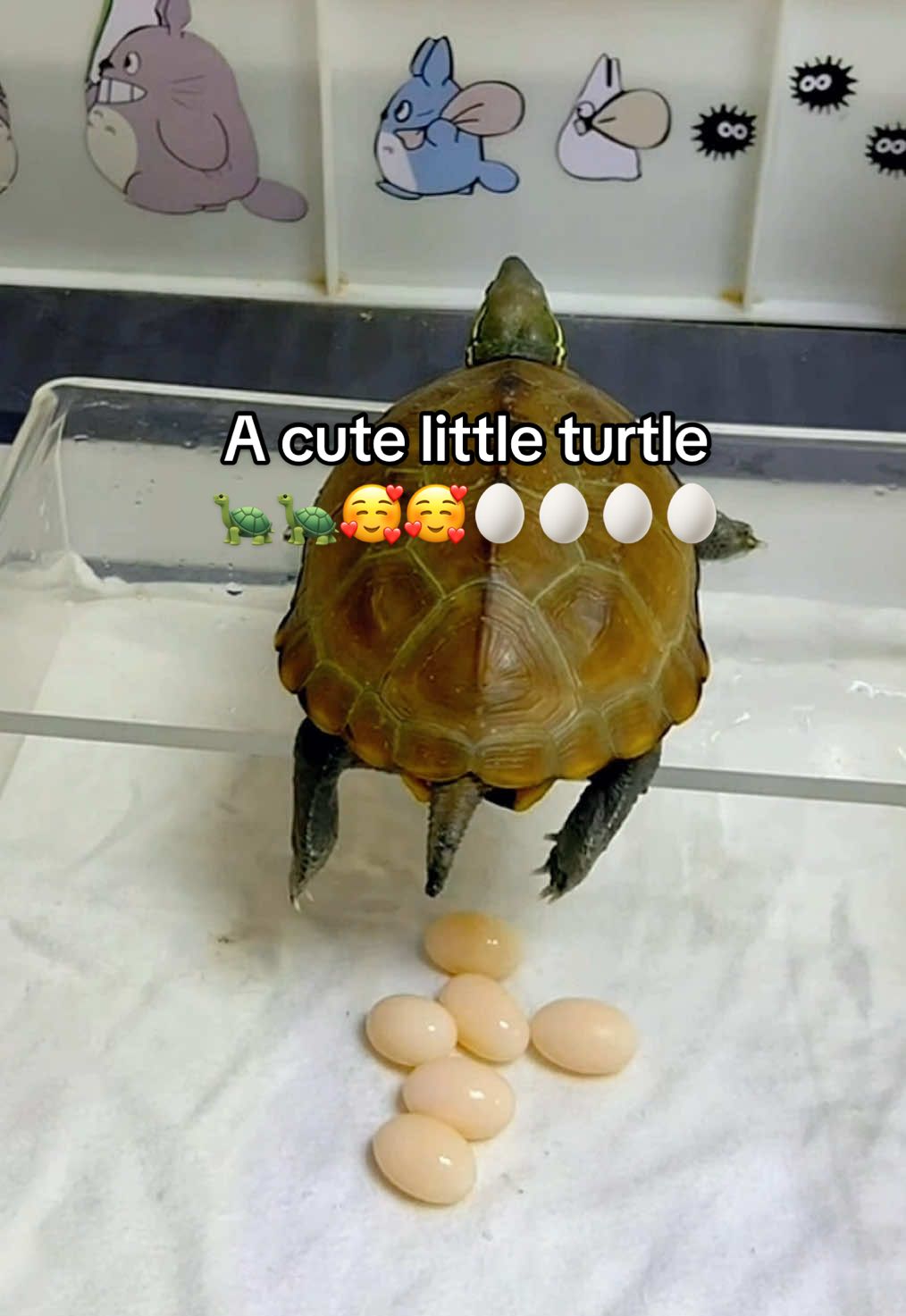 @Mr. Turtle