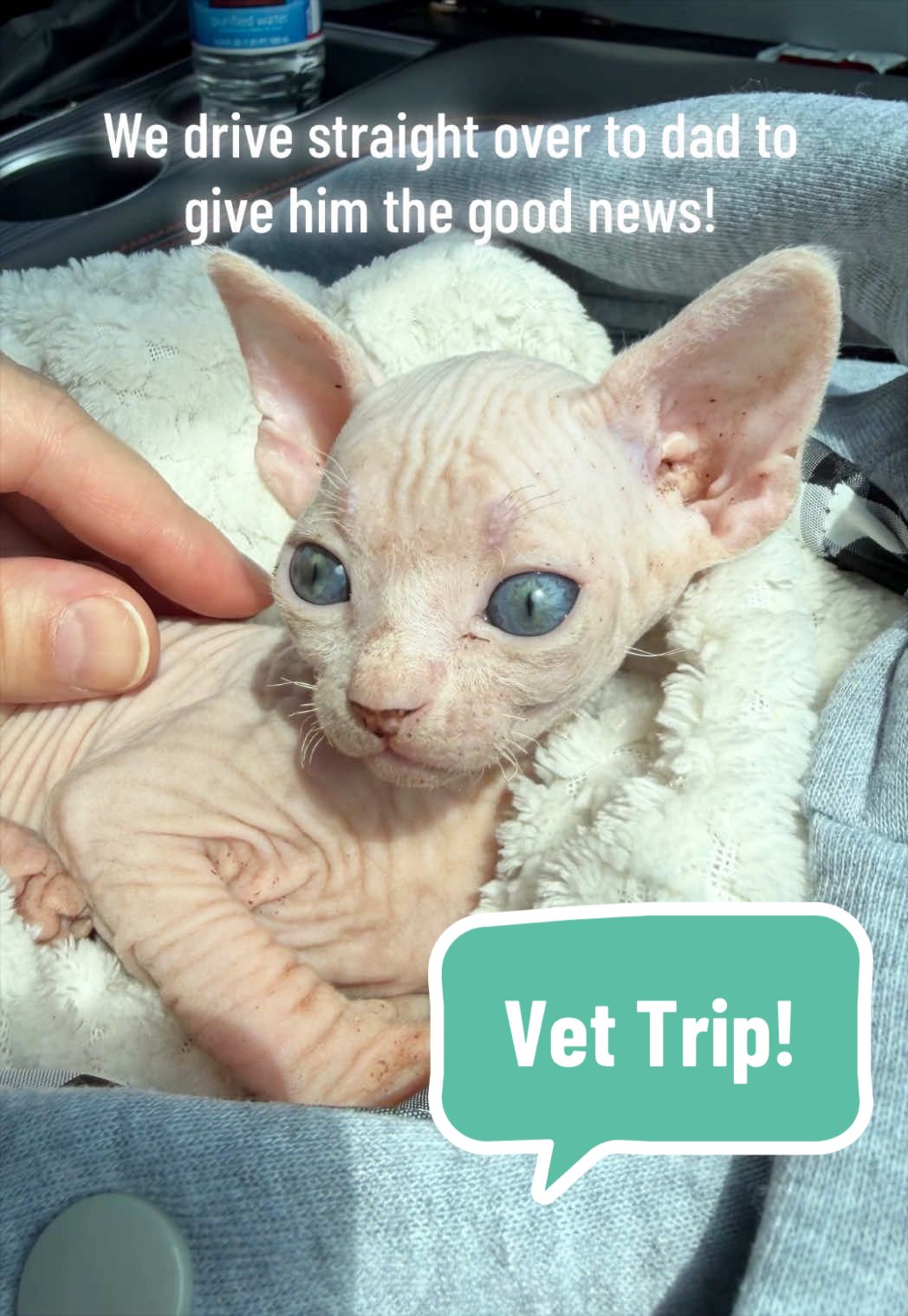 @Boba’s Buds Minskin Cats