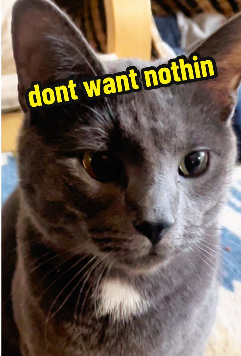 @NermalTCat