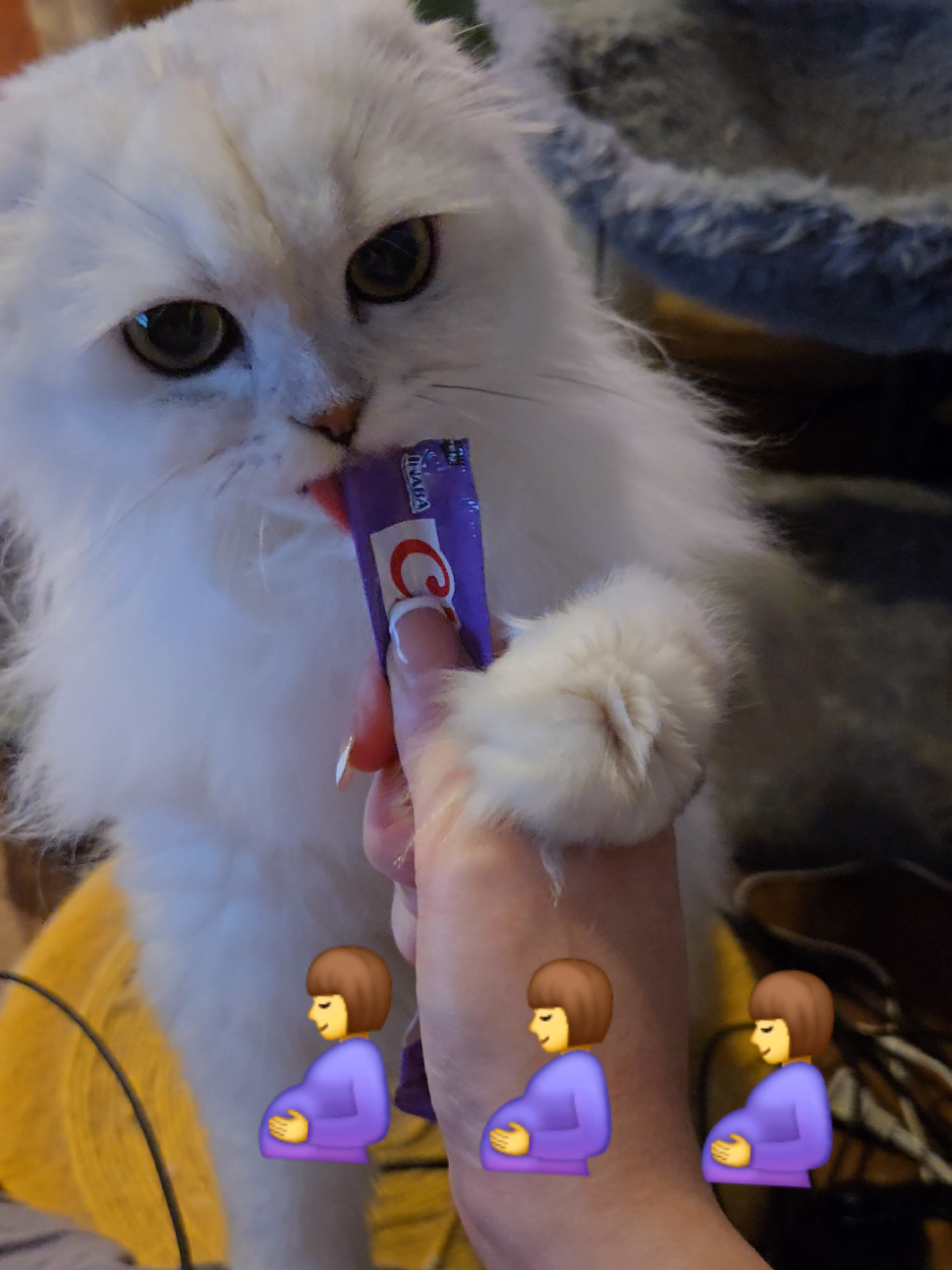 @Brittany Beauties Kittens