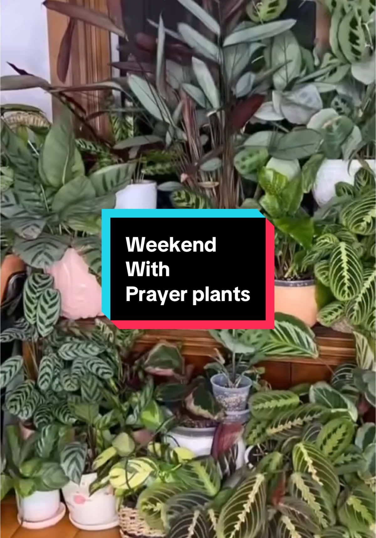 @Pothosiblyaboutplants