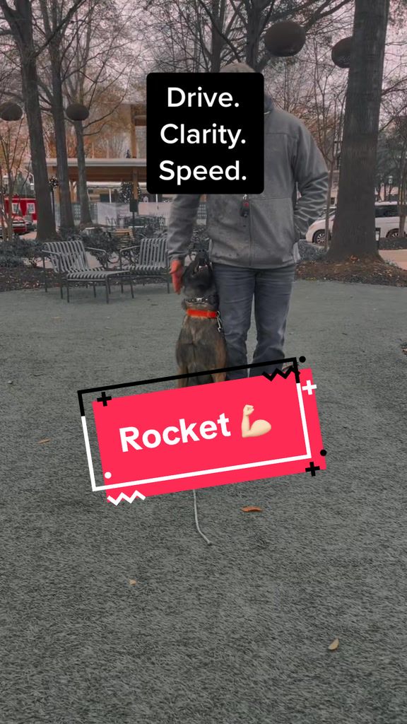 @DivineCanineDogTraining