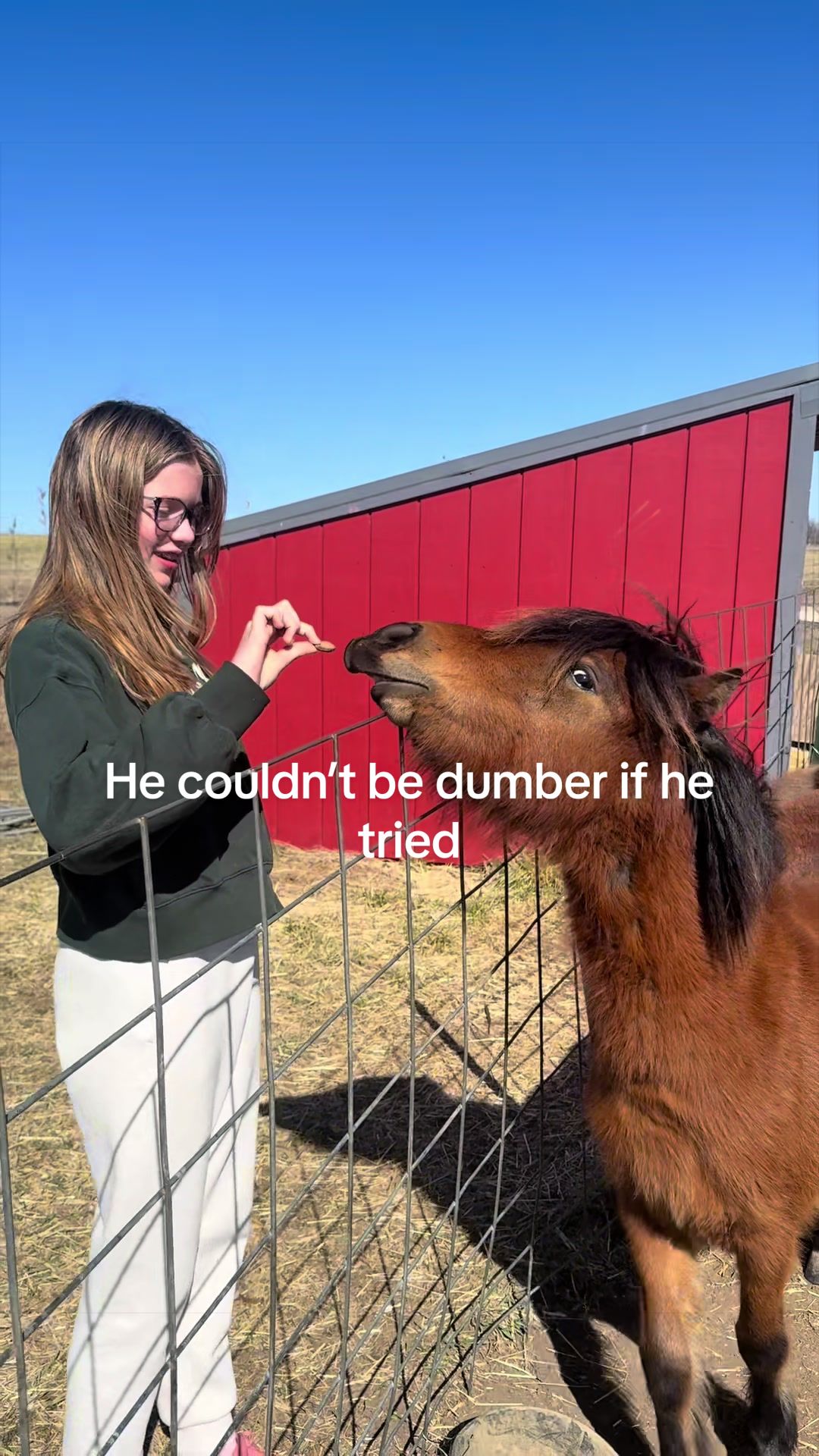 @prairiepiglets