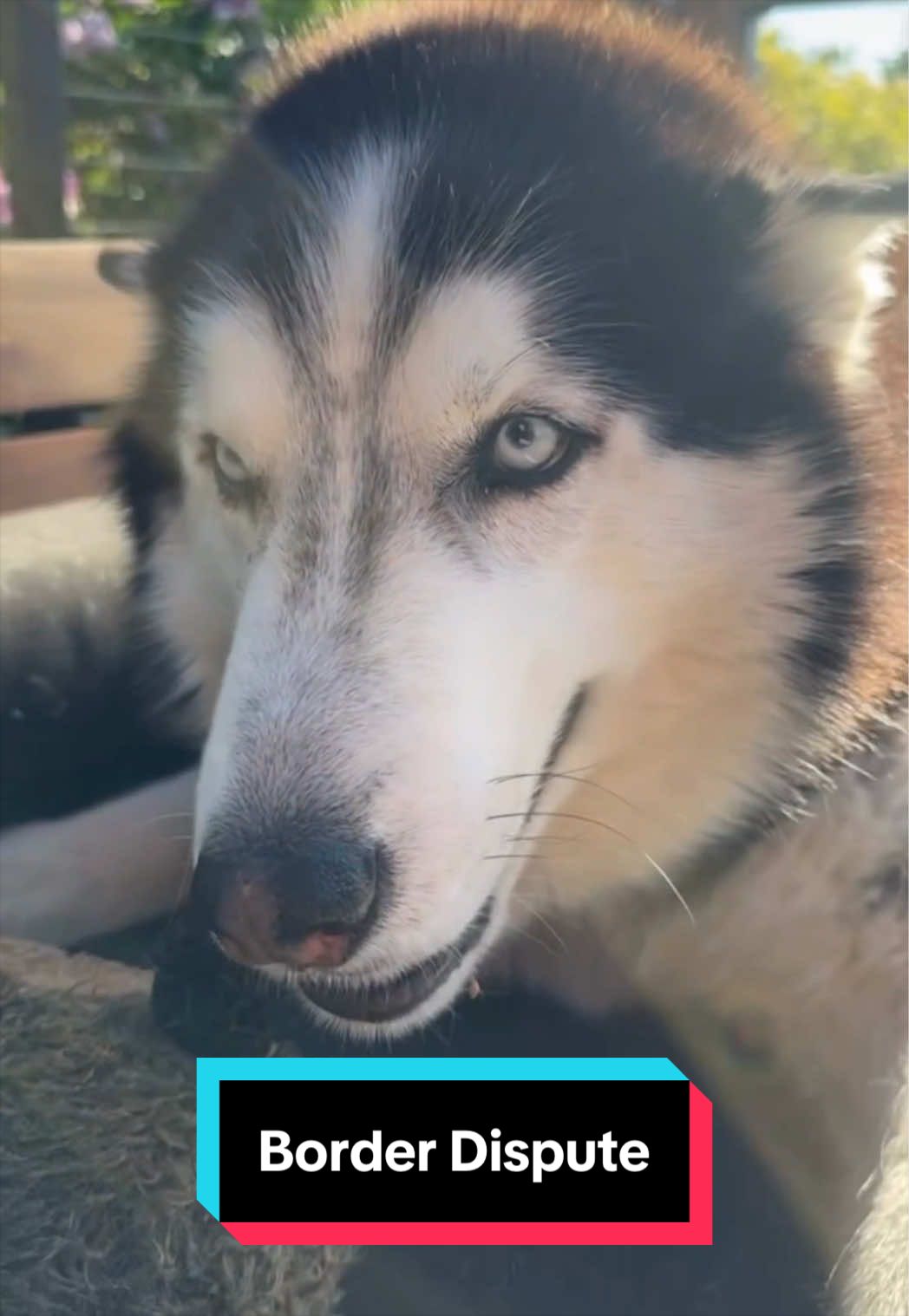 @Siberian Derpskies