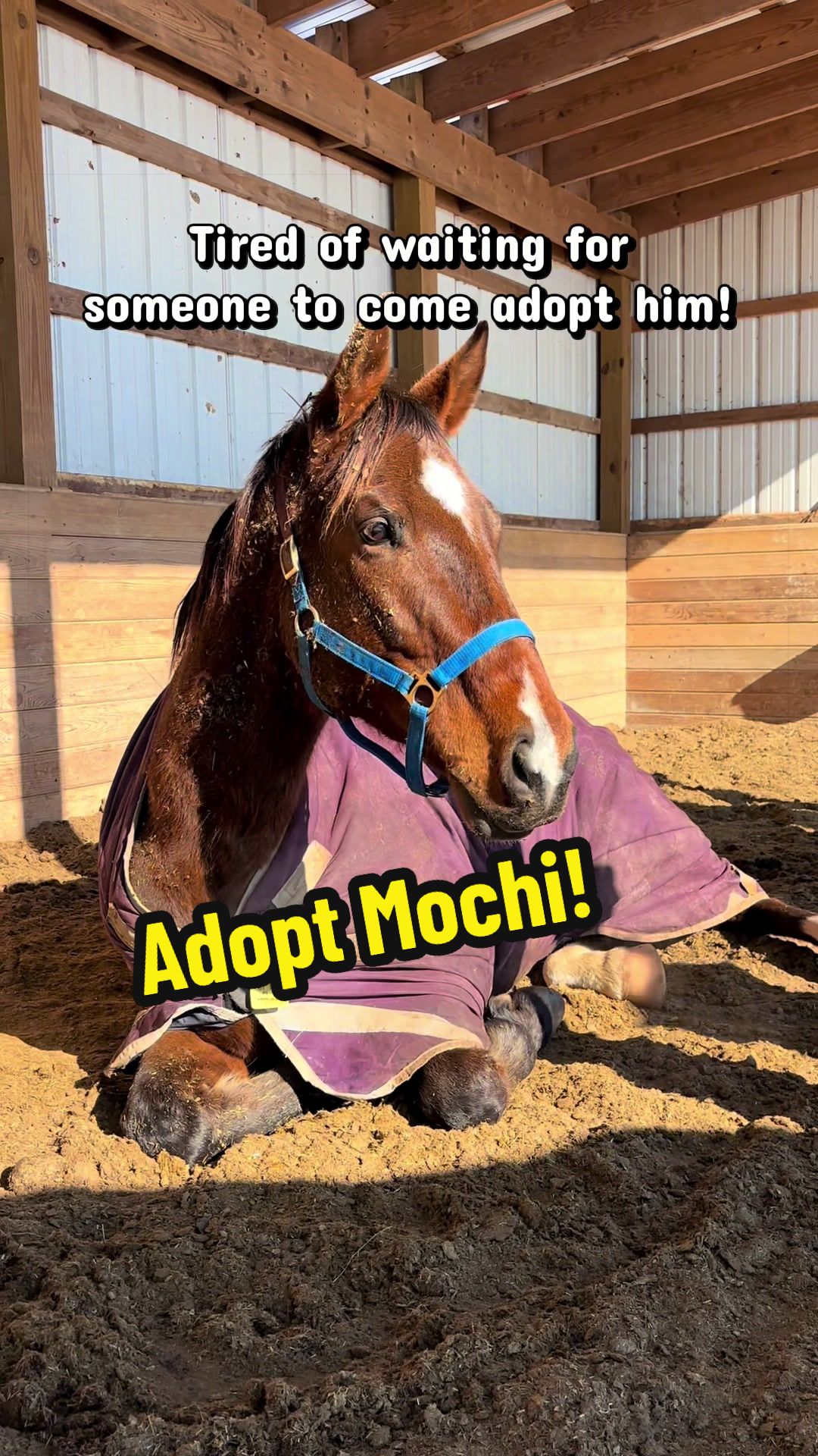 @Days End Farm Horse Rescue