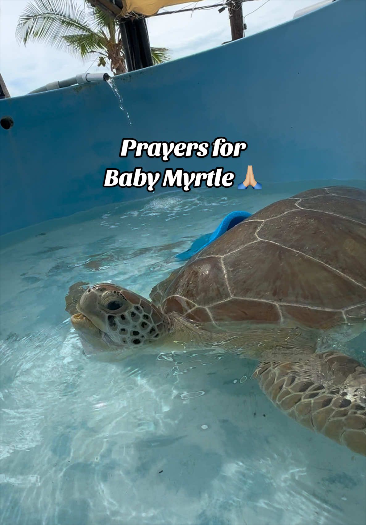 @The Turtle Hospital