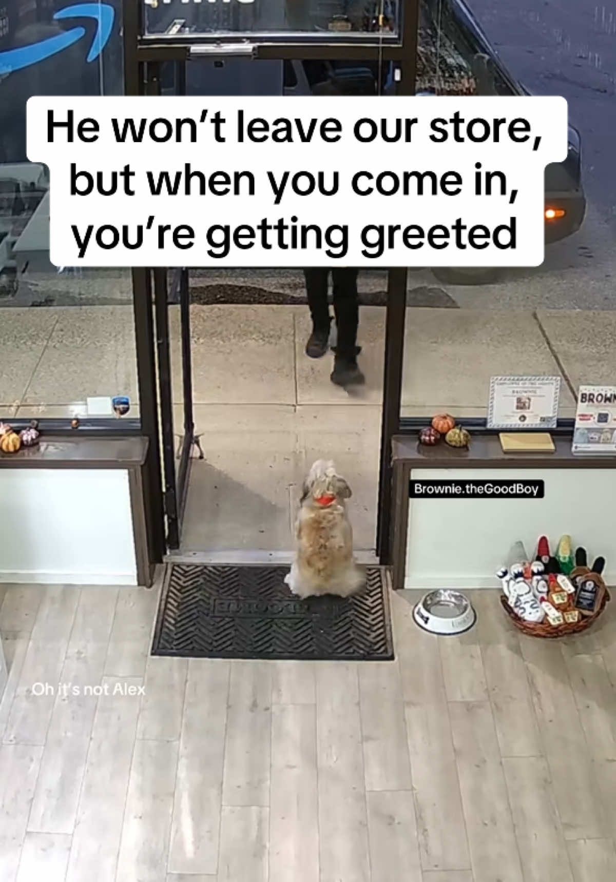 @Brownie #1 Store Dog Greeter