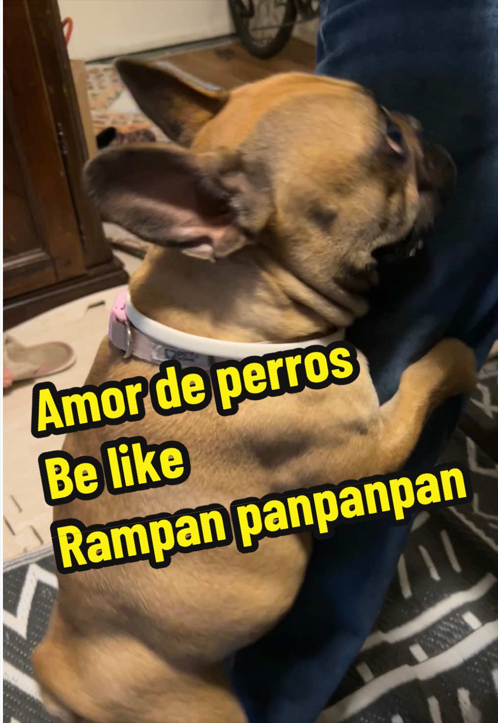 @FrenchBuldog